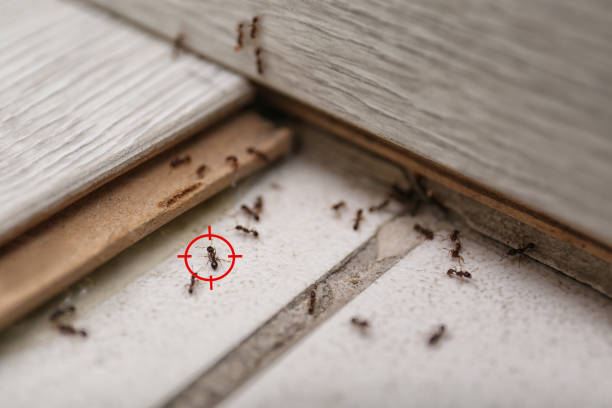 Best Pest Prevention Services  in Hamton, IL
