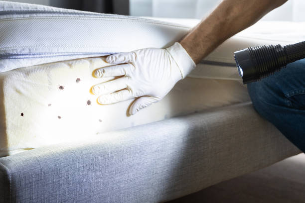 Best Wasp Removal Services  in Hamton, IL