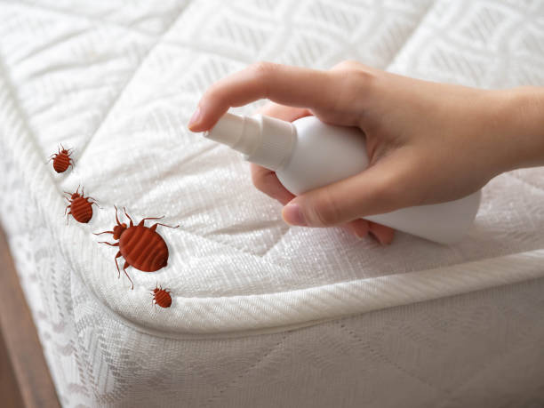 Reliable Hamilton, IL Pest Control Solutions