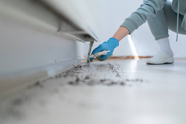 Best Pest Inspection Near Me  in Hamton, IL